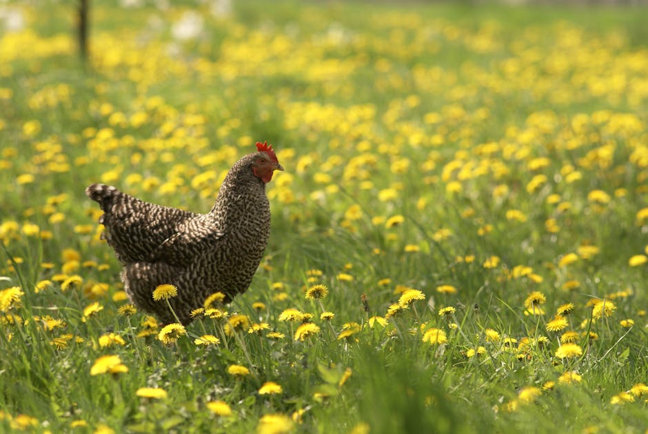 Free-range chickens