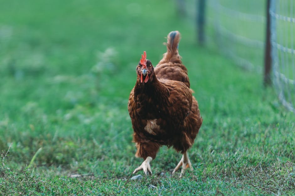 Free-range chickens roaming in green pastures at Chicken Road farm, with natural sunlight filtering through trees