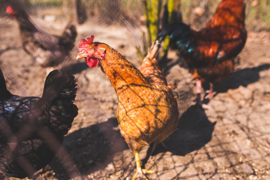 Guided tour of the chicken coops at Chicken Road farm, showing healthy free-range chickens in a clean, spacious environment with natural nesting areas