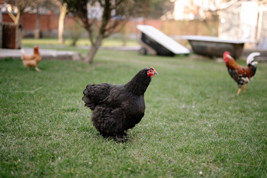 Heritage breed pig in a spacious, natural environment at Chicken Road farm, showing the animal's healthy condition and humane living conditions